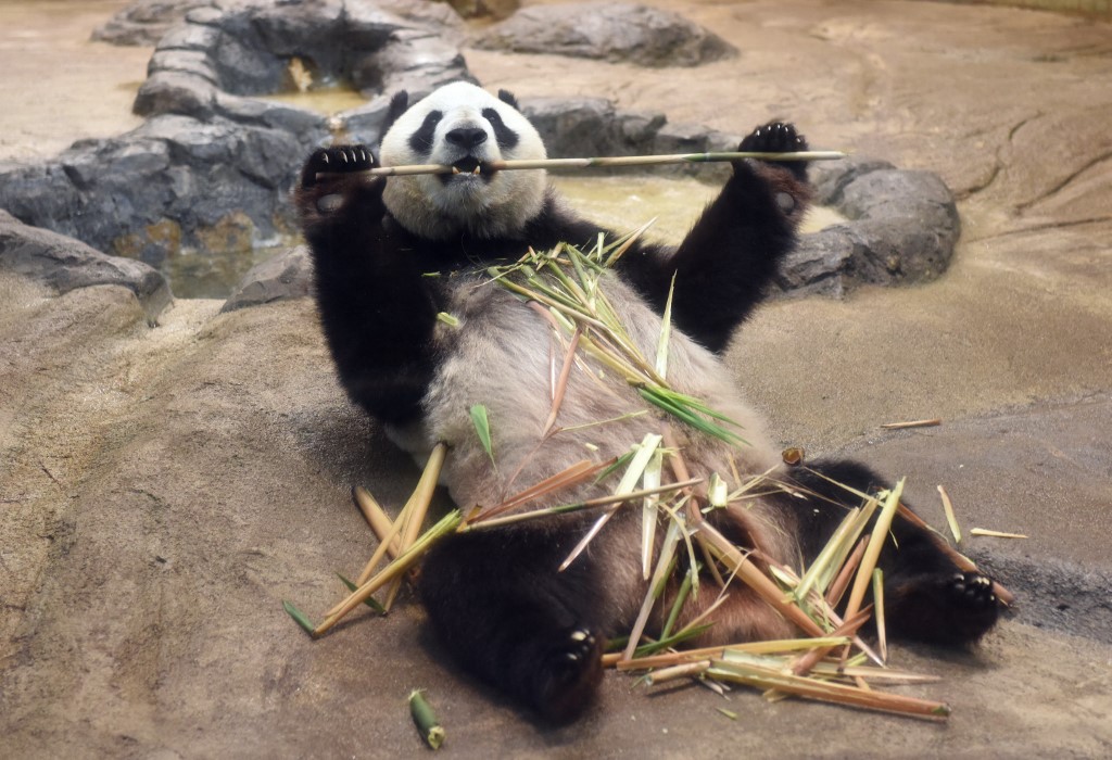 Una pareja de pandas de Tokio regresará a China