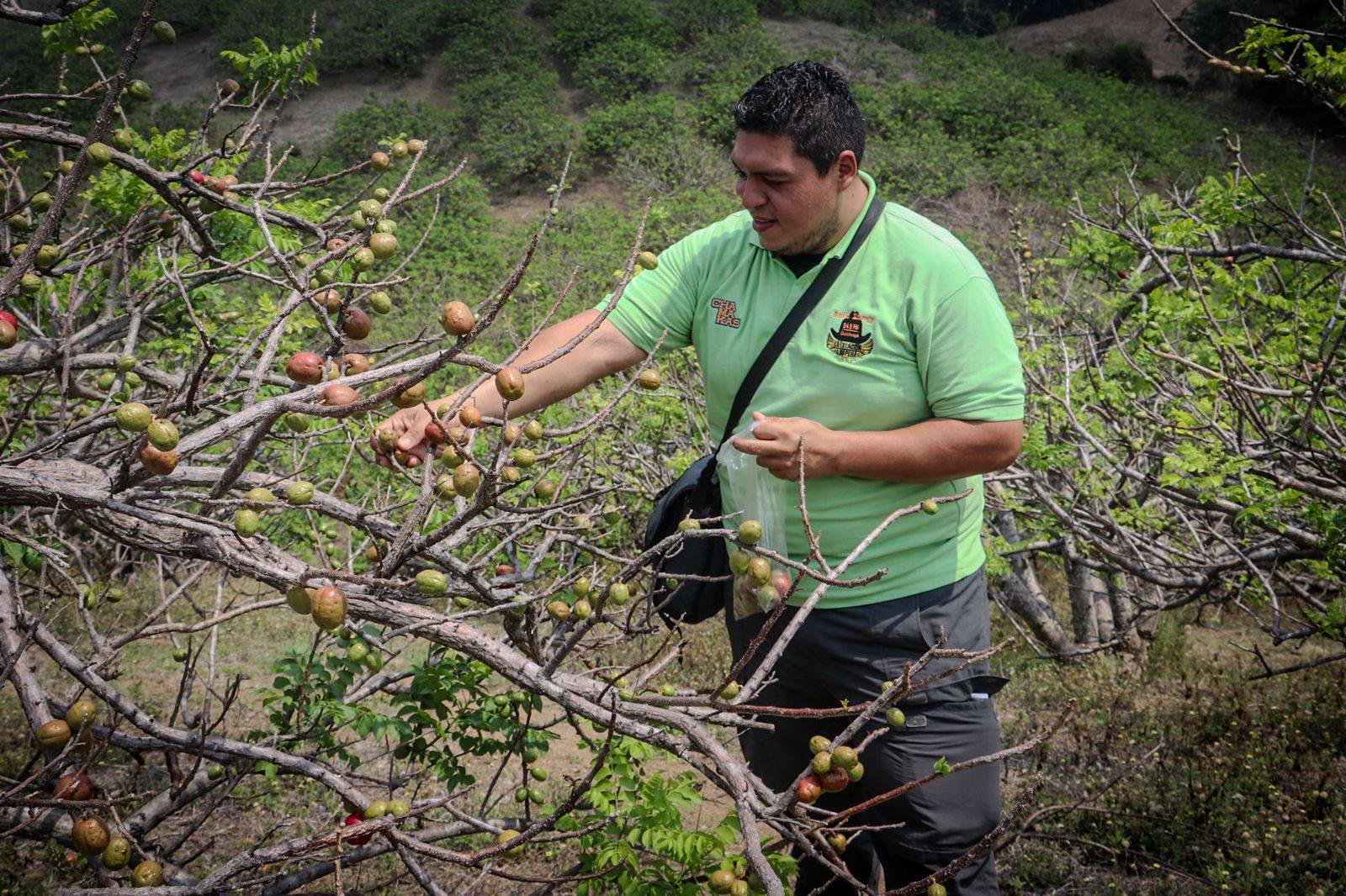 Harán el festival del jocote barón rojo en San Lorenzo, Ahuachapán