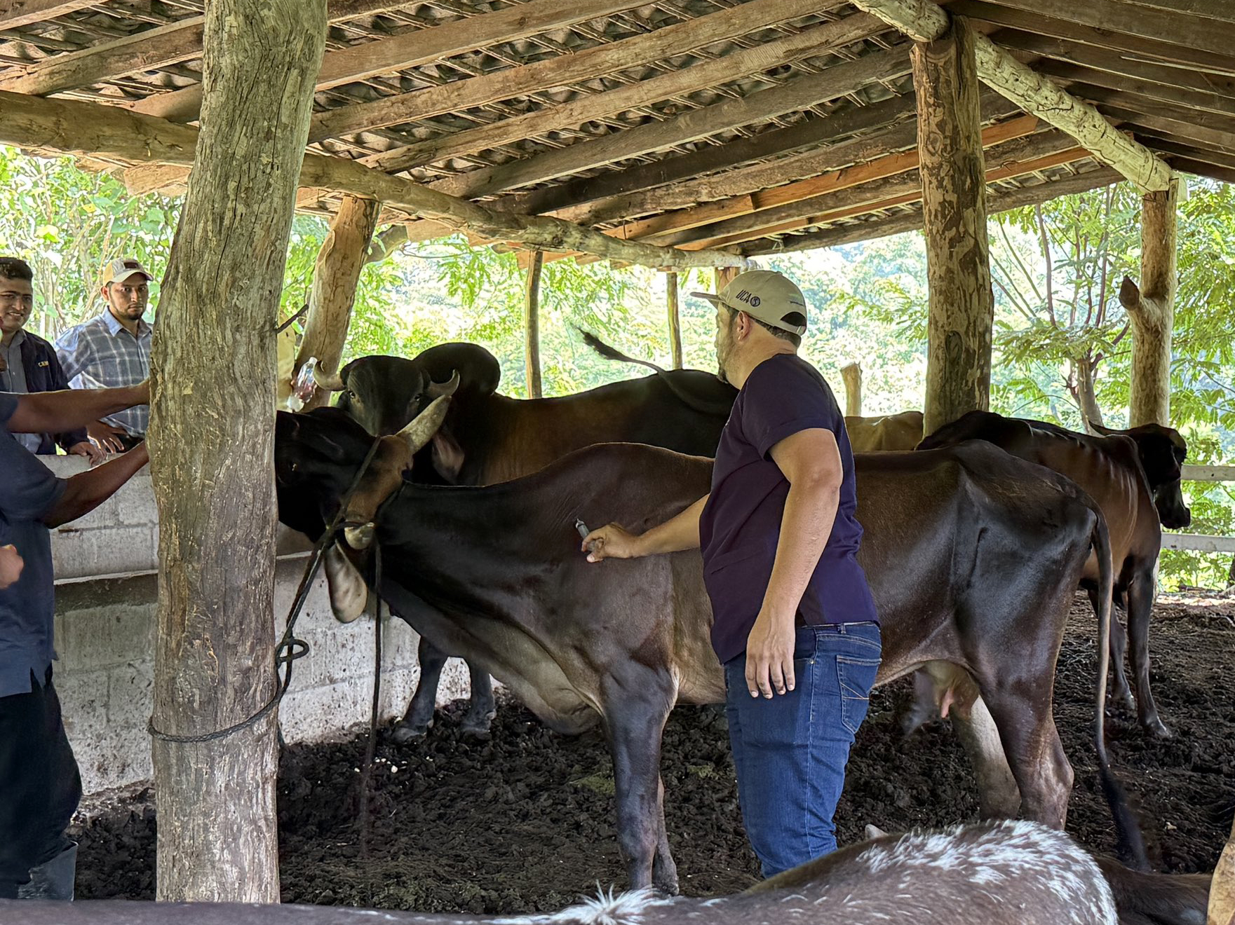 El Ministerio de Agricultura y Ganadería contrarresta el gusano barrenador en la zona oriental