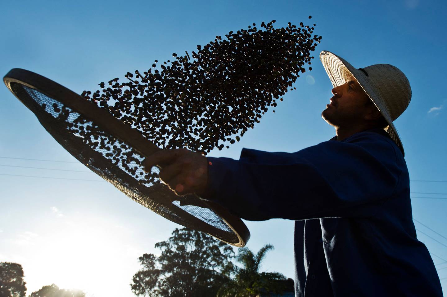 Setenta y siete muestras de café salvadoreño competirán por la Taza de Excelencia 2025