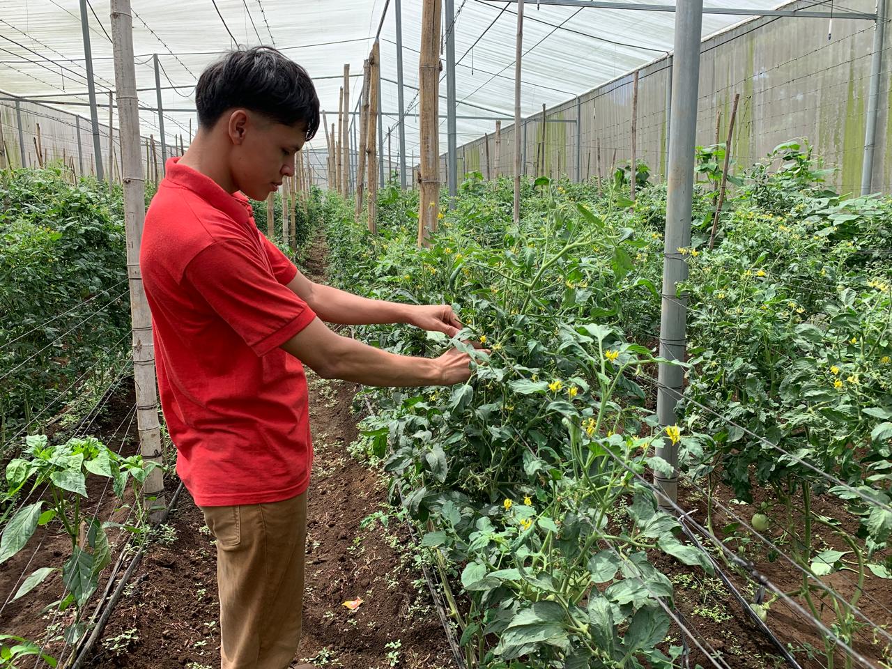 Cooperativa El Jocotal crece en el cultivo de hortalizas