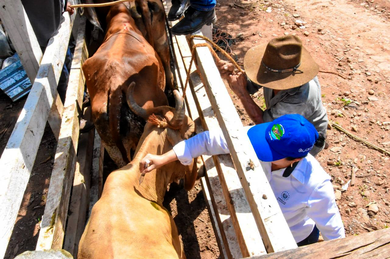 El Gobierno de El Salvador previene del gusano barrenador en Cabañas