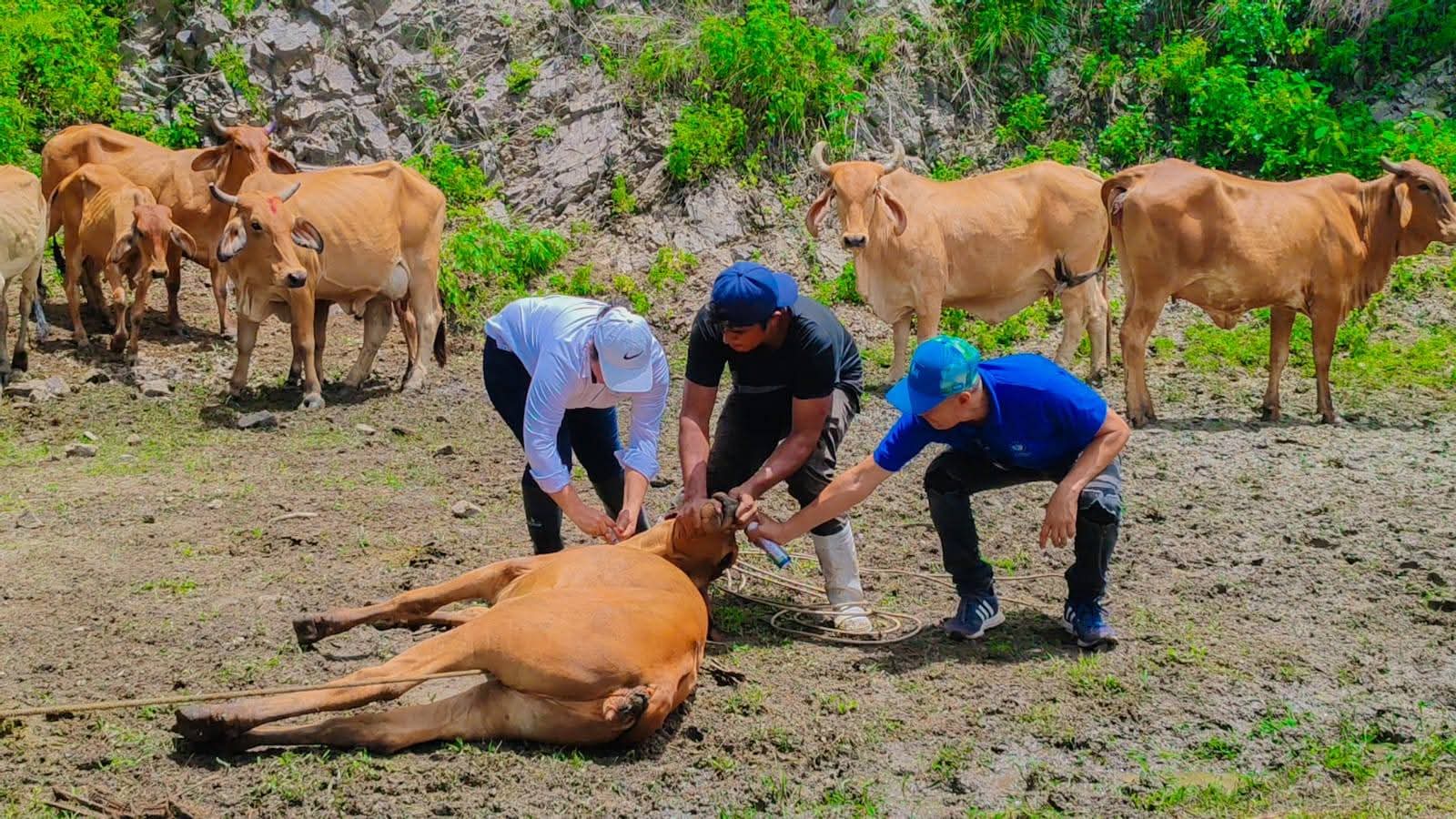 Hacen campañas contra el gusano barrenador en la zona paracentral