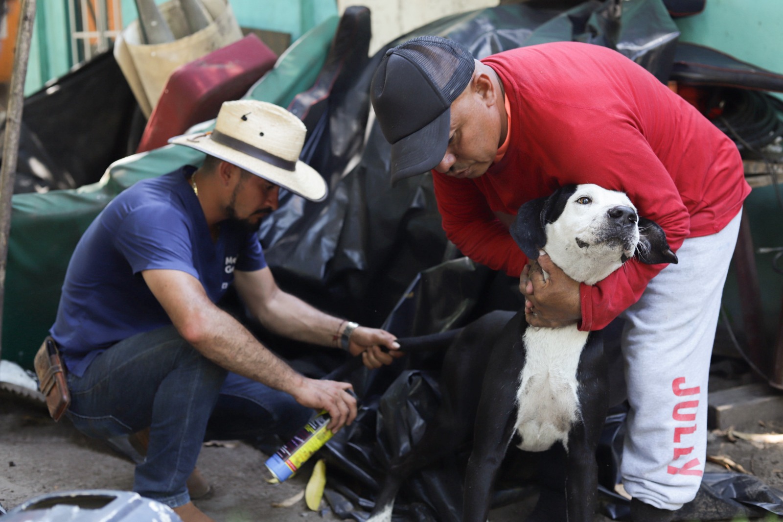 Agricultura lleva brigadas veterinarias para combatir el gusano barrenador en la isla Tasajera, La Paz