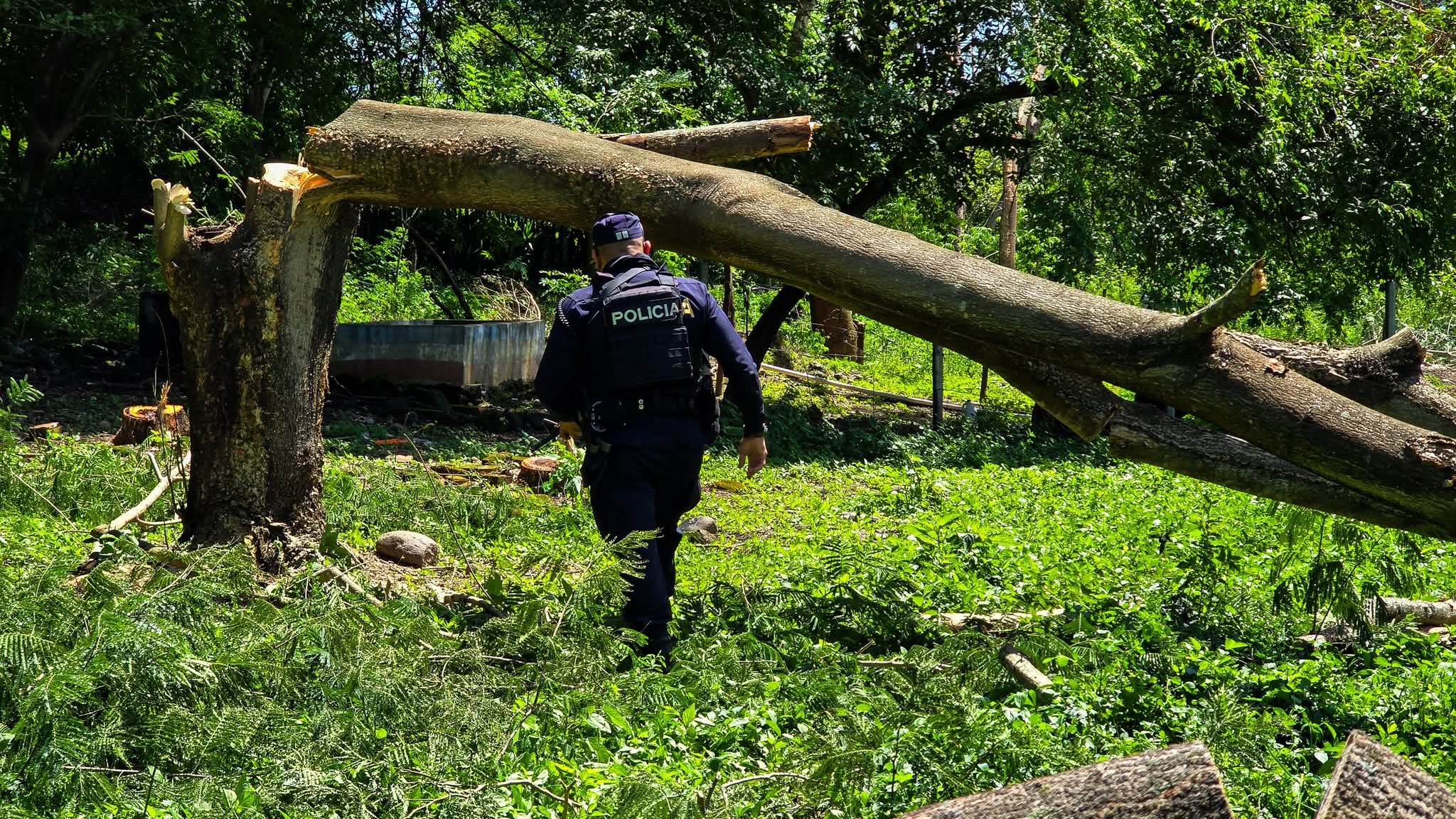 Detienen tala no autorizada de árboles de conacaste en San Francisco Gotera, Morazán Sur