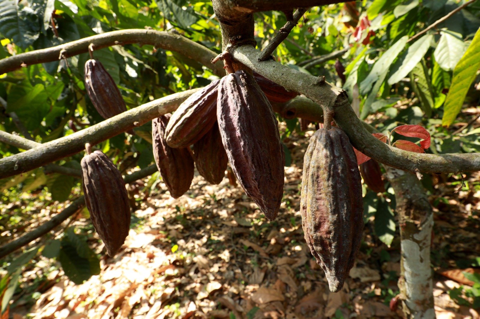 El Gobierno reactivará el cacao en cuatro distritos de Morazán