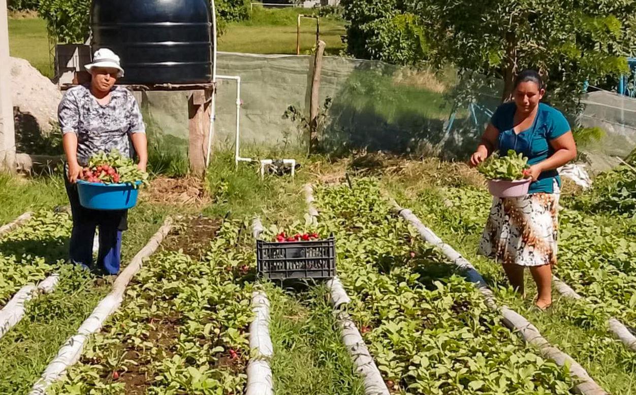 Mujeres cosechan sus propias hortalizas en Coatepeque, Santa Ana