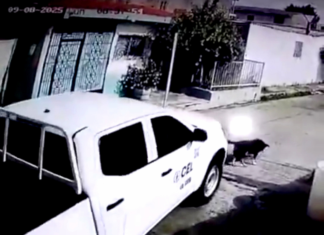 La CEL destituye a empleado que atropelló a canino