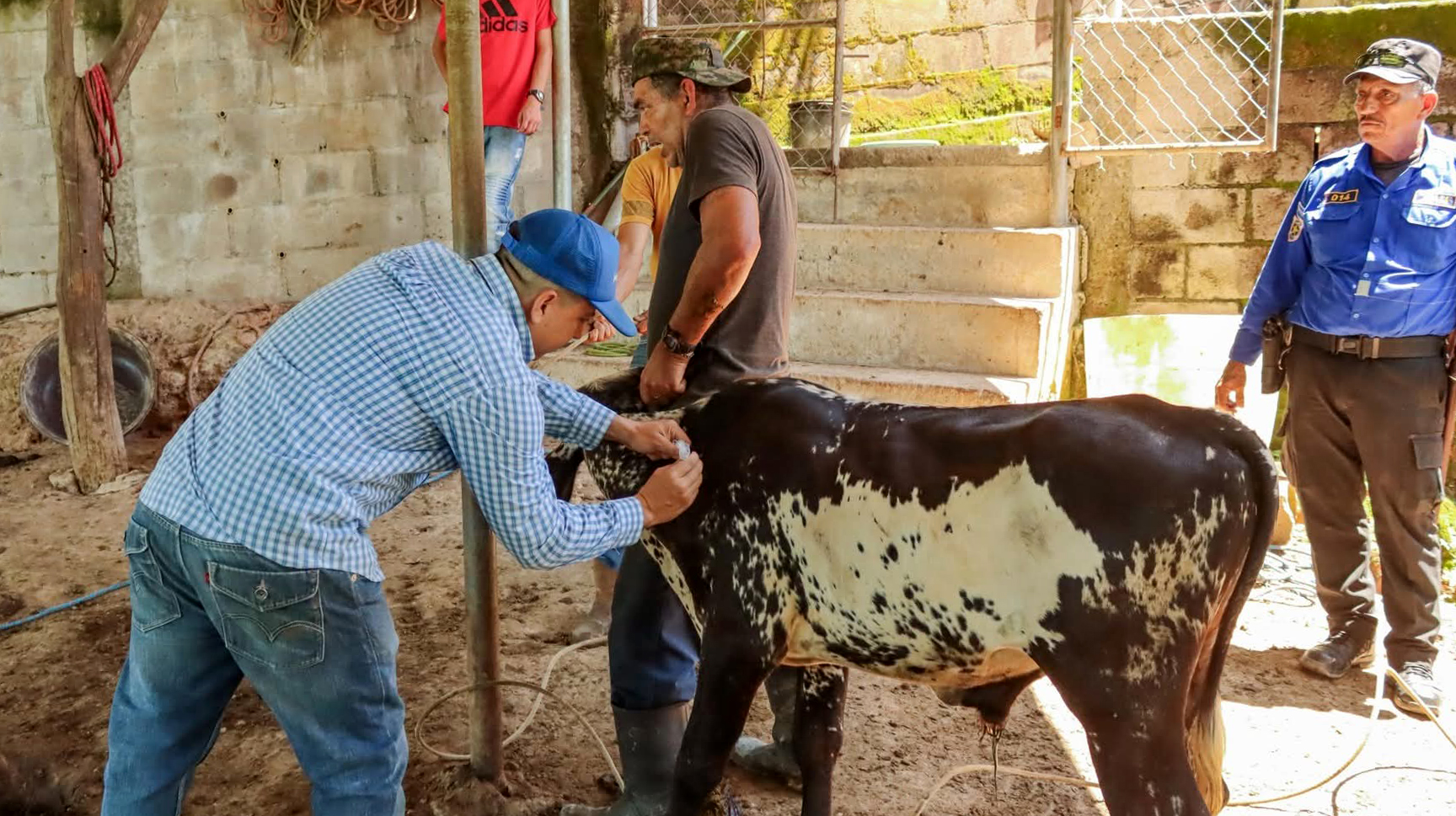 Plan de vacunación en bovinos tiene 80 % de avance en La Unión Norte