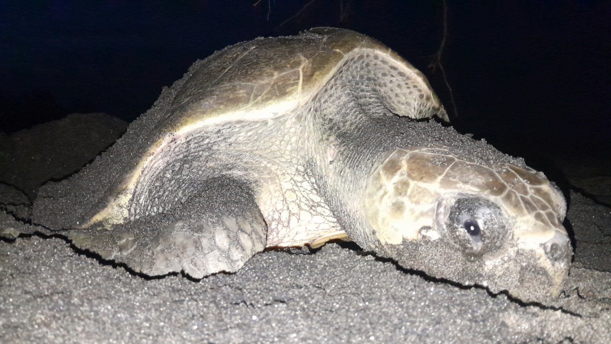 Inicia la temporada de conservación de tortugas en San Vicente