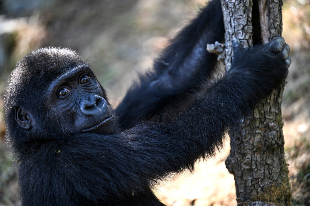 Santuario nigeriano critica decisión de Turquía de quedarse con el bebé gorila Zeytin