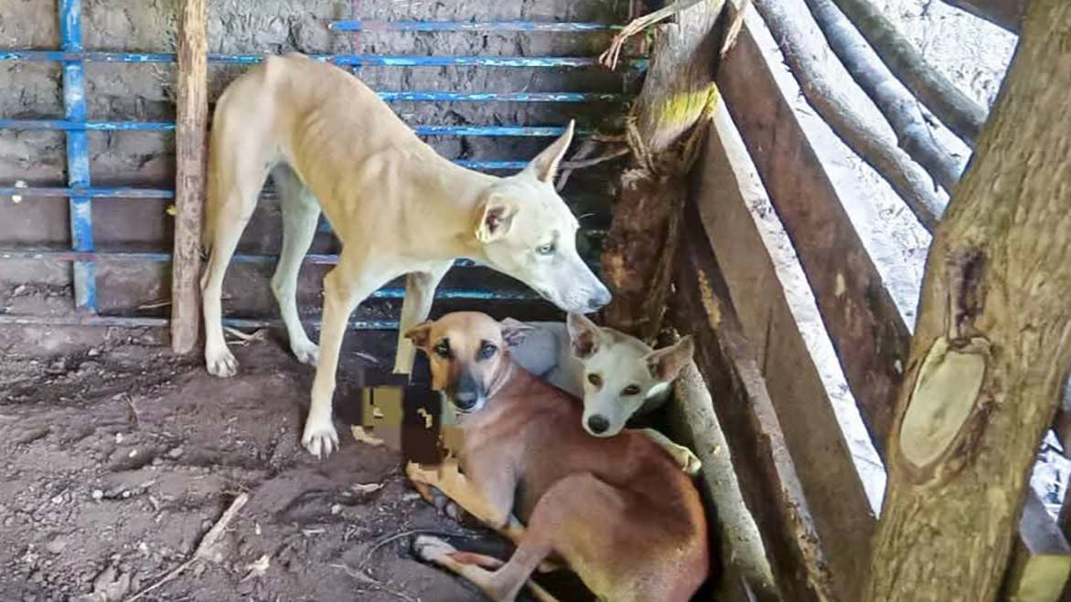 Llevan a cabo campaña de esterilización de perros y gatos en Morazán Sur