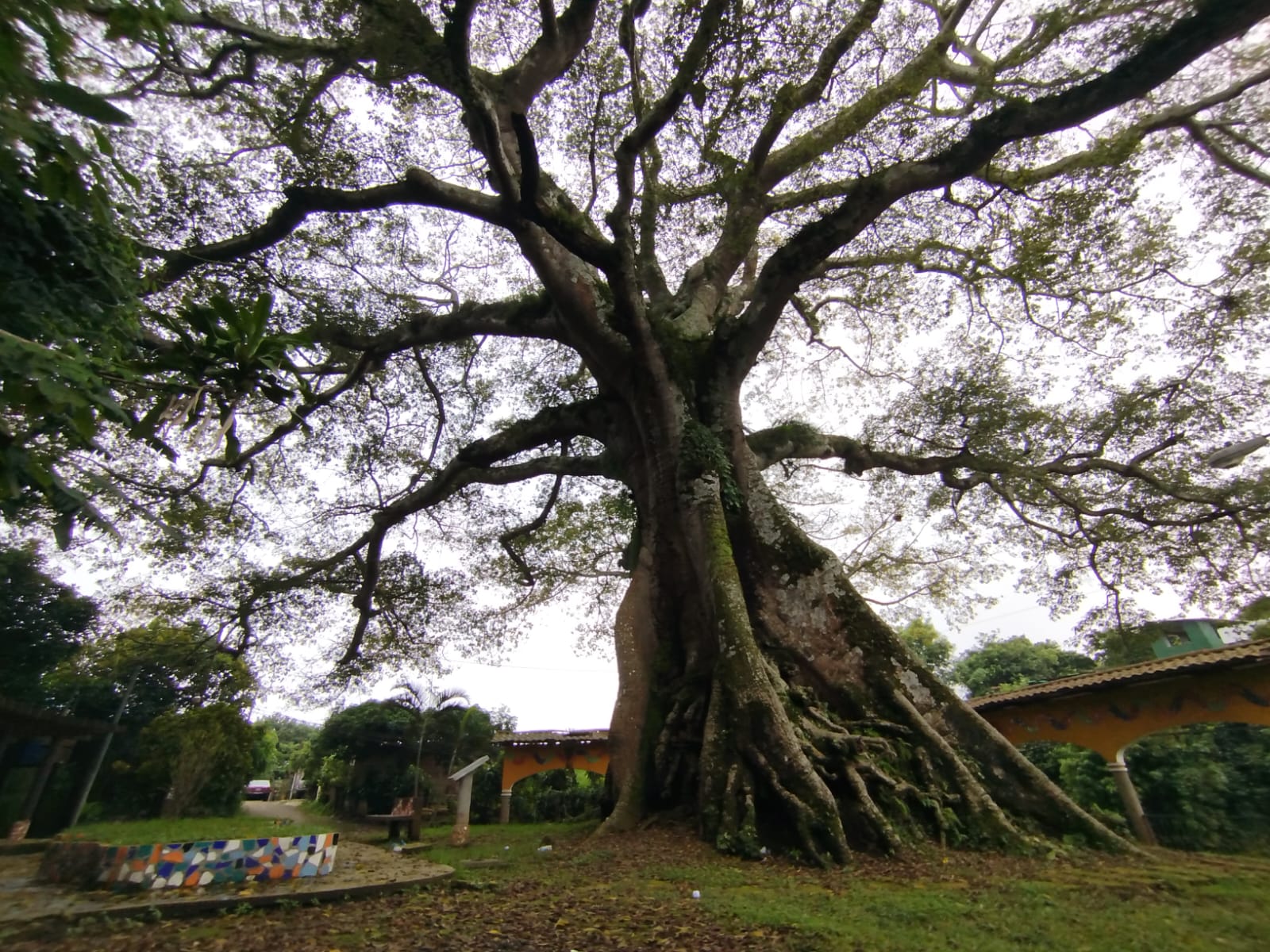 La ceiba de Salcoatitán esconde más de tres siglos de historias y leyendas
