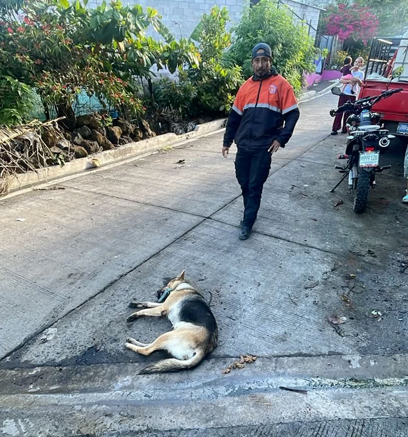 Investigan casos de animales envenenados en Berlín, Usulután
