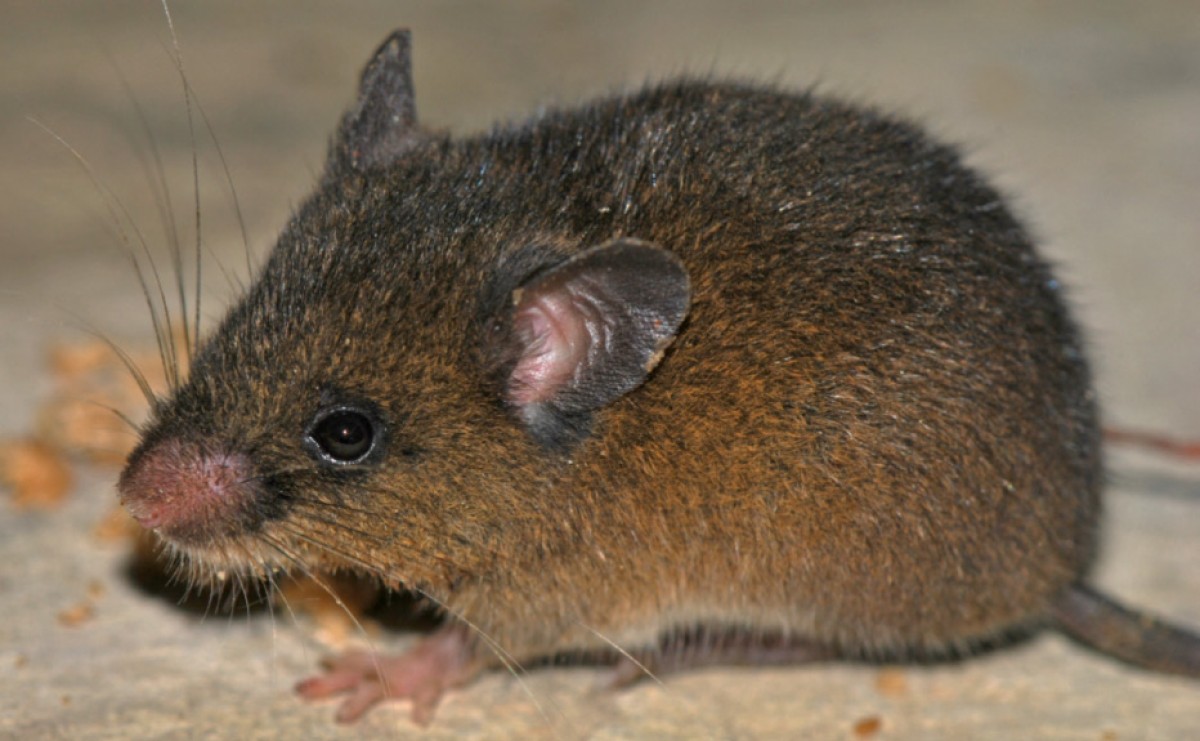 Hallan nueva especie de pequeño roedor en los andes de Perú