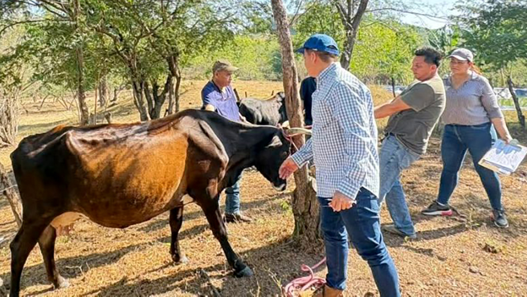 Vacunan a más de 12,500 semovientes en La Unión Norte
