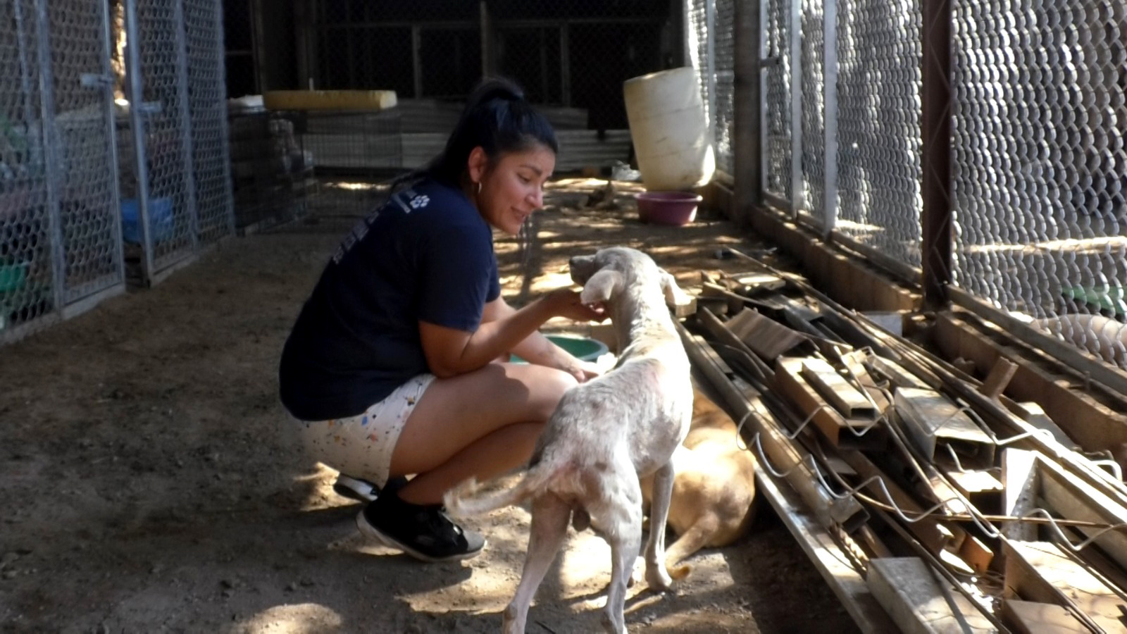 Retiran a caninos agresivos que atacaron a turistas en la playa El Espino, Usulután