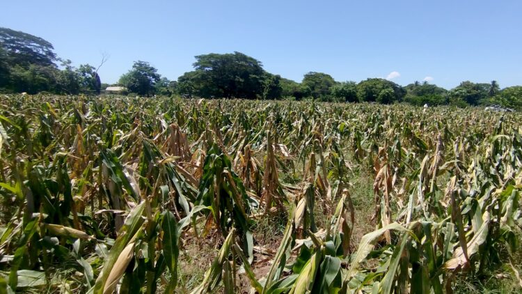 Foto/ Diario El Salvador