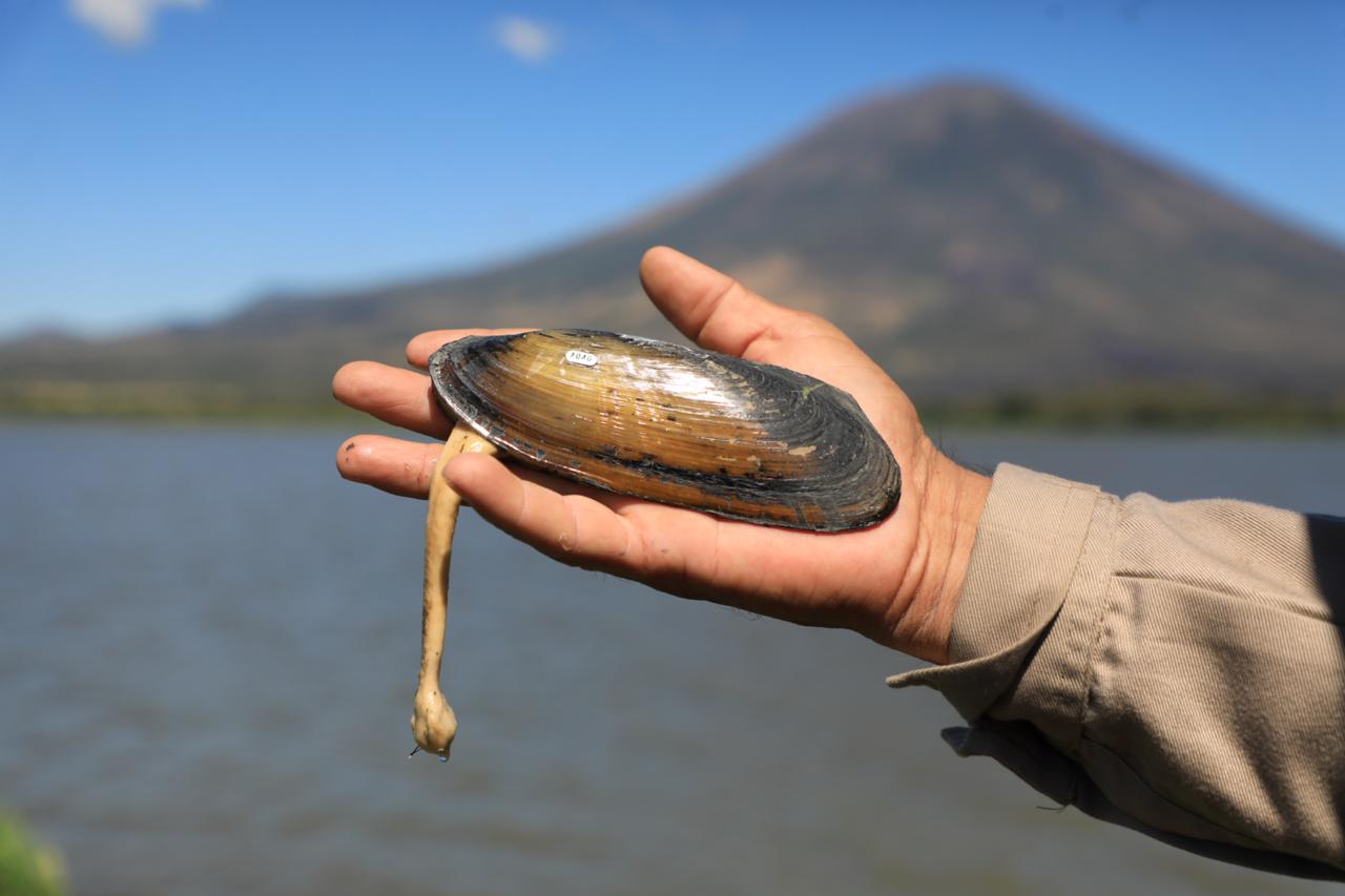 Medio Ambiente impulsa el primer monitoreo de almejas de agua dulce en laguna El Jocotal