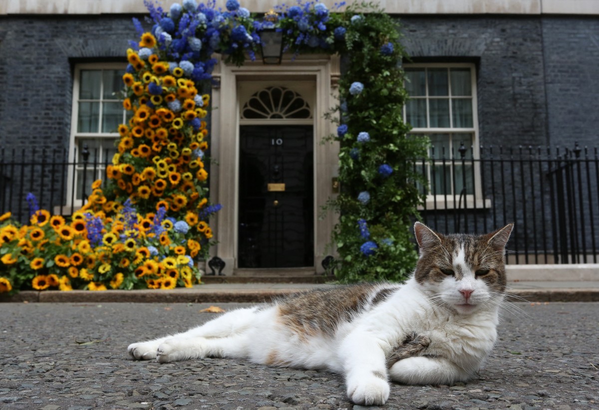 El famoso gato Larry celebra 15 años en el 10 de Downing Street