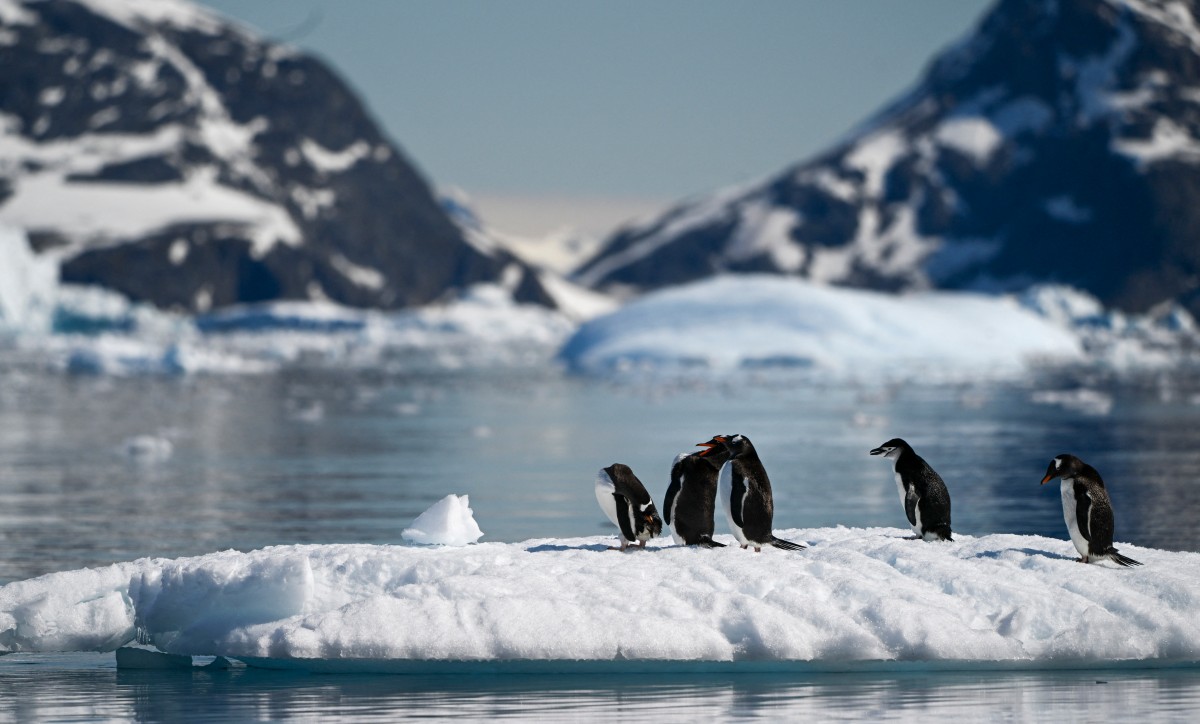 Influenza aviar avanza en la Antártida y amenaza a su fauna nativa