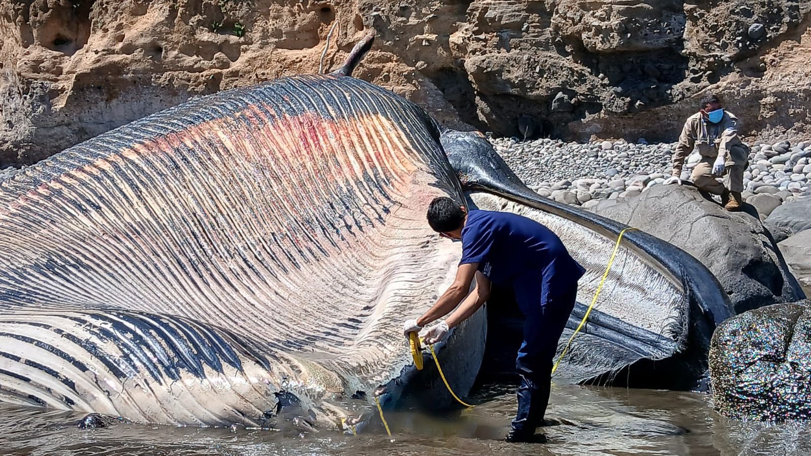 Medio Ambiente atiende varamiento de ballena Bryde en zona costera de La Unión