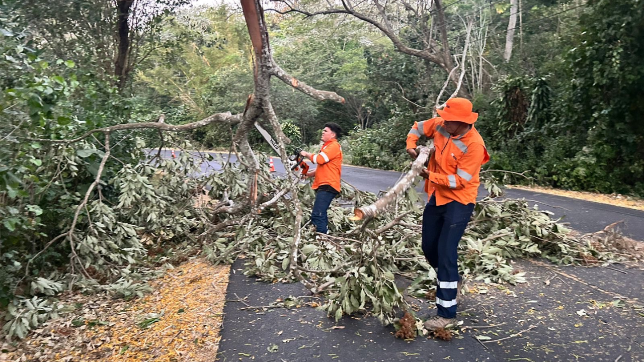 Fuertes vientos derribaron árboles y obligaron a cerrar vías en varios puntos del país