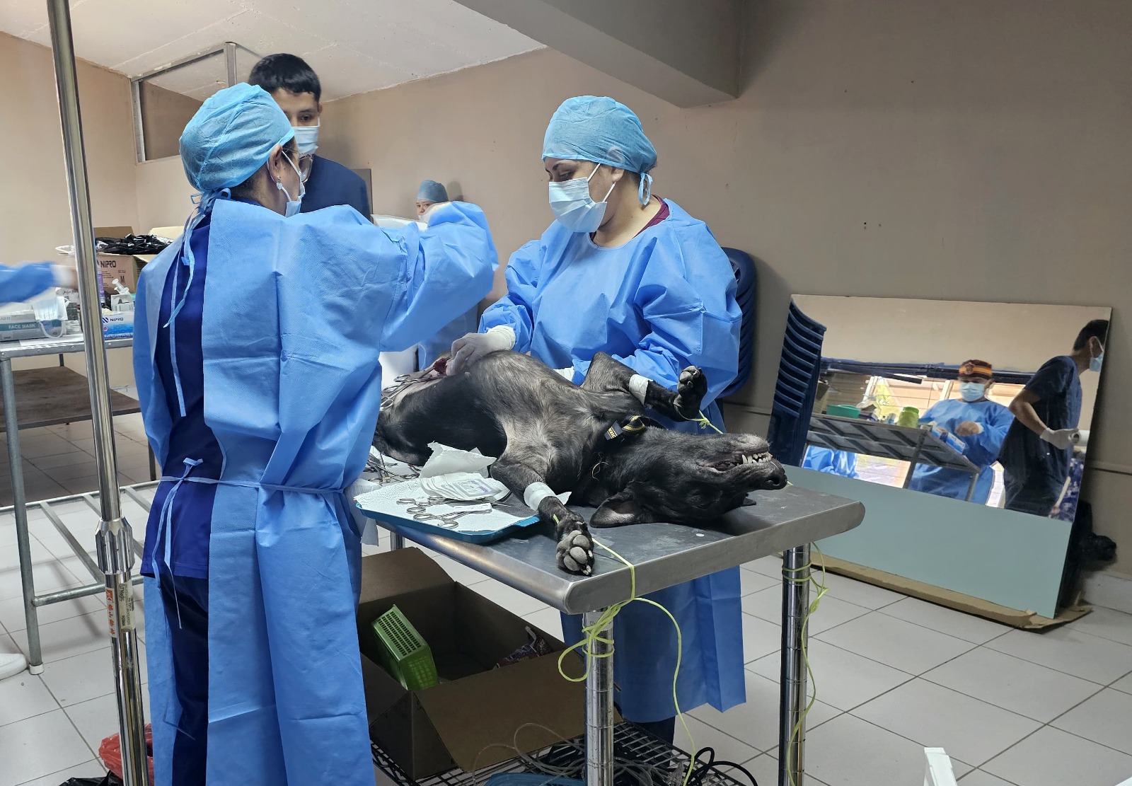 Realizan esterilización de animales de compañía en Morazán
