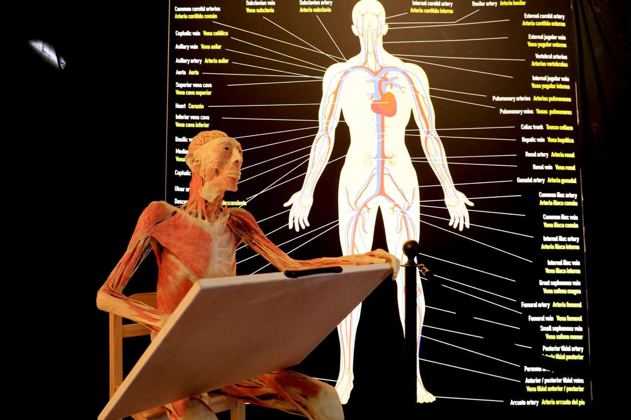 CulturArte promueve exhibición de cuerpos reales