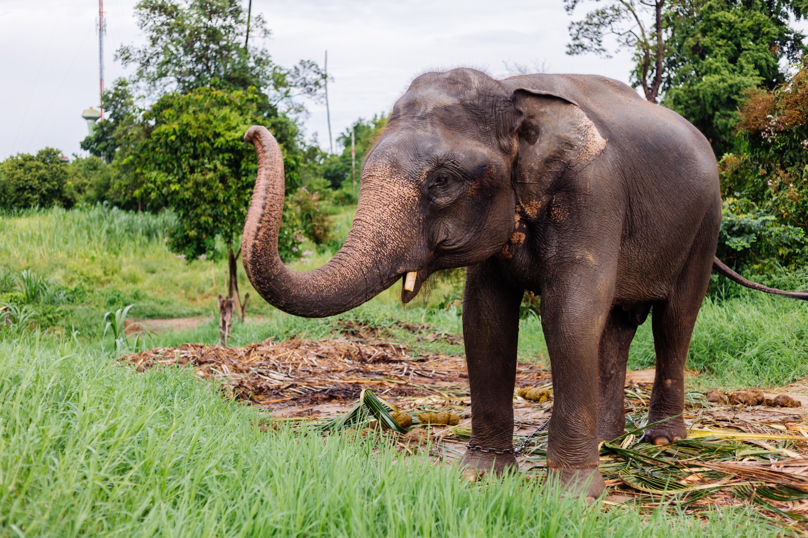 Un elefante mata a un turista en un parque nacional de Tailandia