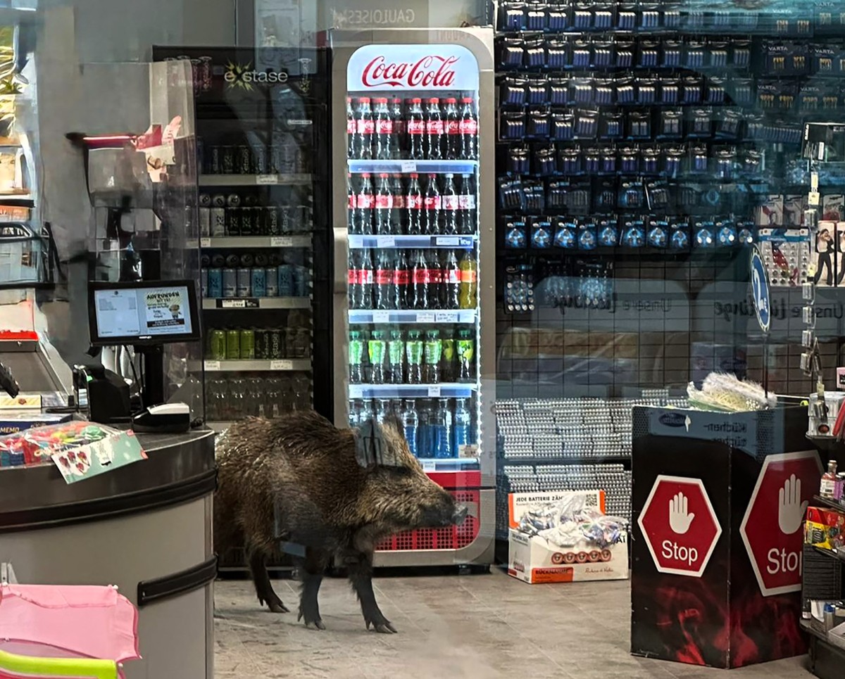 Un jabalí invadió un centro comercial de Berlín