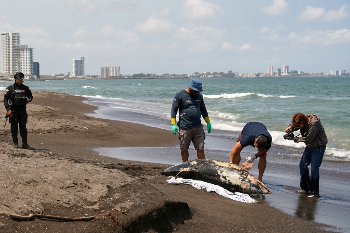 Retiran 128 toneladas de crudo del Golfo de México tras derrame