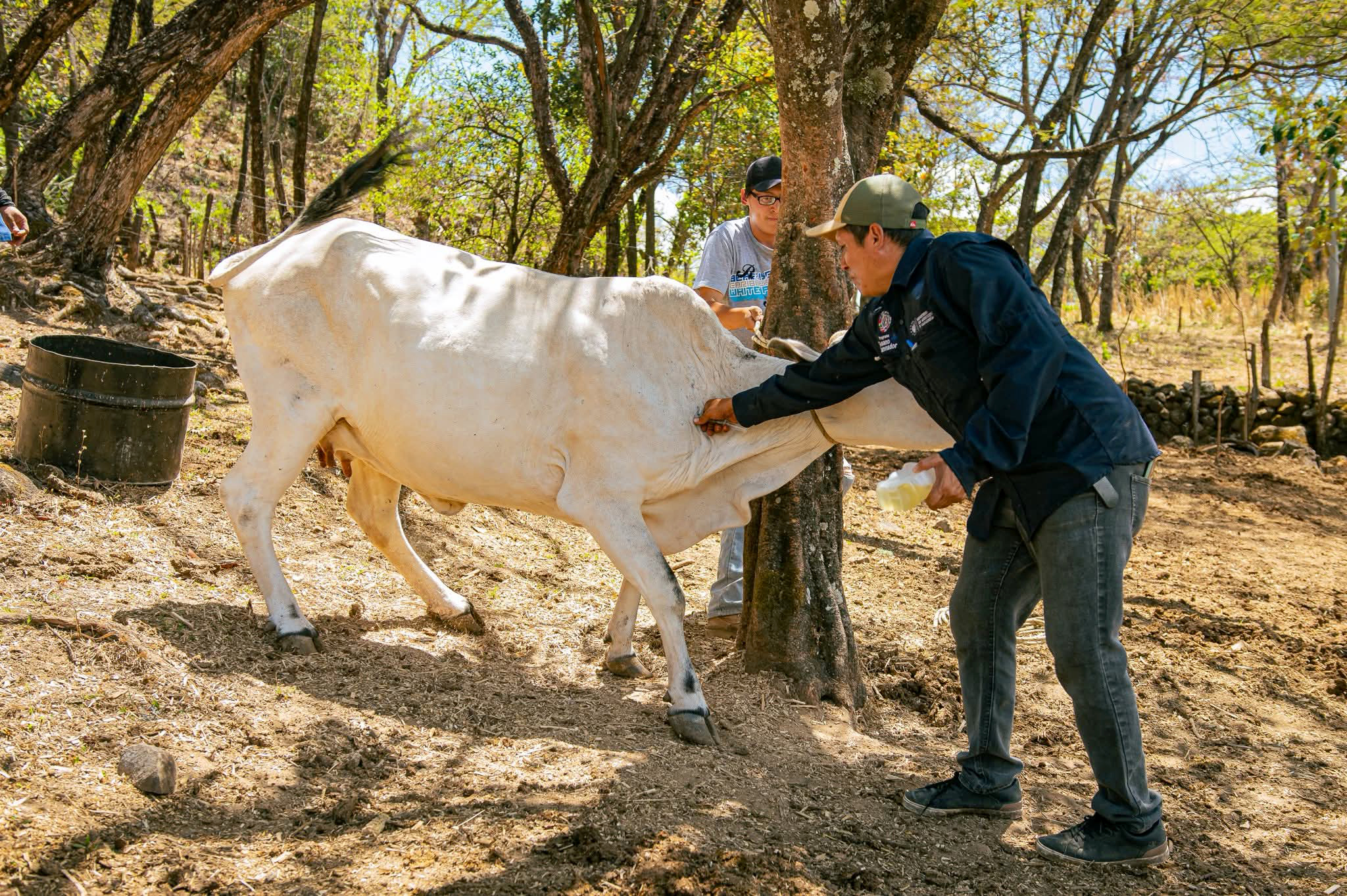 Desarrollan una jornada de vitaminización de animales en Joateca, Morazán