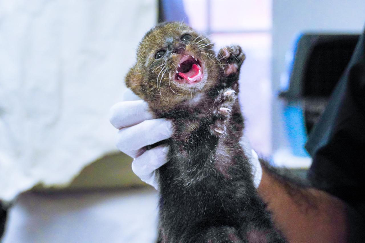 Rescatan a cría de gato zonto y activan plan de rehabilitación para su retorno al hábitat