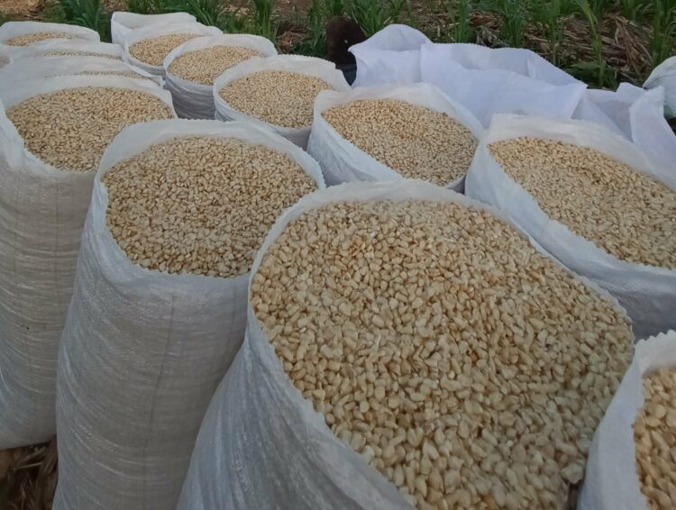 Productores
locales están
trabajando para
introducir el grano
en los mercados.. Foto: X / Diario El Salvador