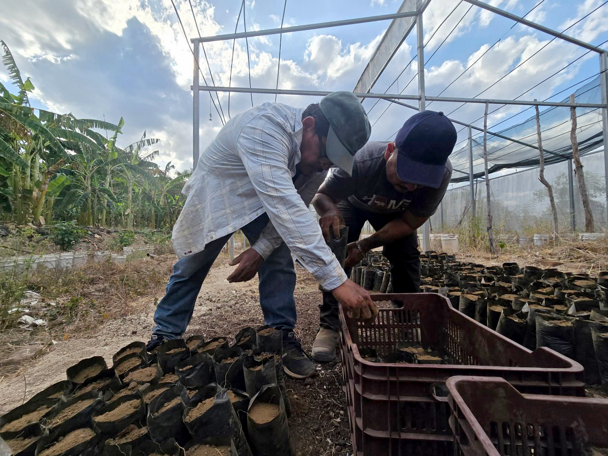 Gobernación trabaja en la creación de un vivero