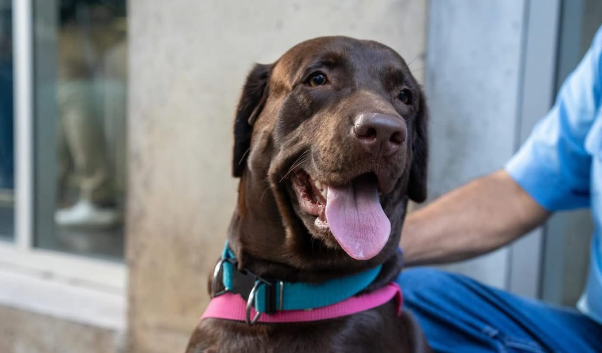 Chivo Pets aconseja para mantener en buen estado a tu mascota en época de calor