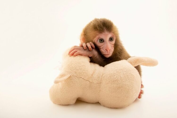 Foto: Nat Geo