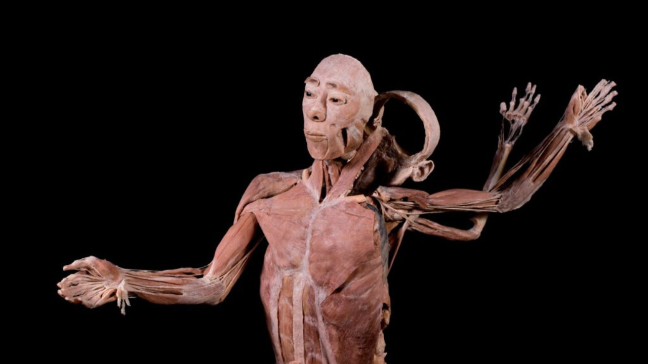 Exposición Bodies continuará abierta al público hasta el 22 de marzo