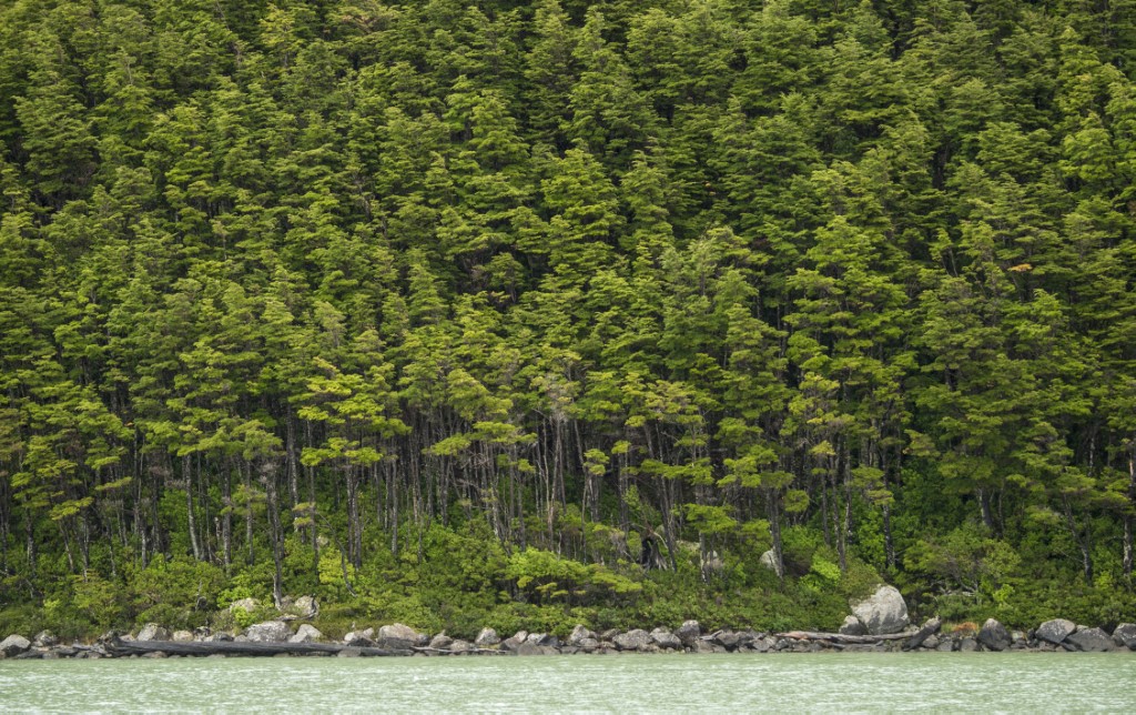 Científicos alertan de especie invasora que amenaza los bosques de algas de la Patagonia chilena