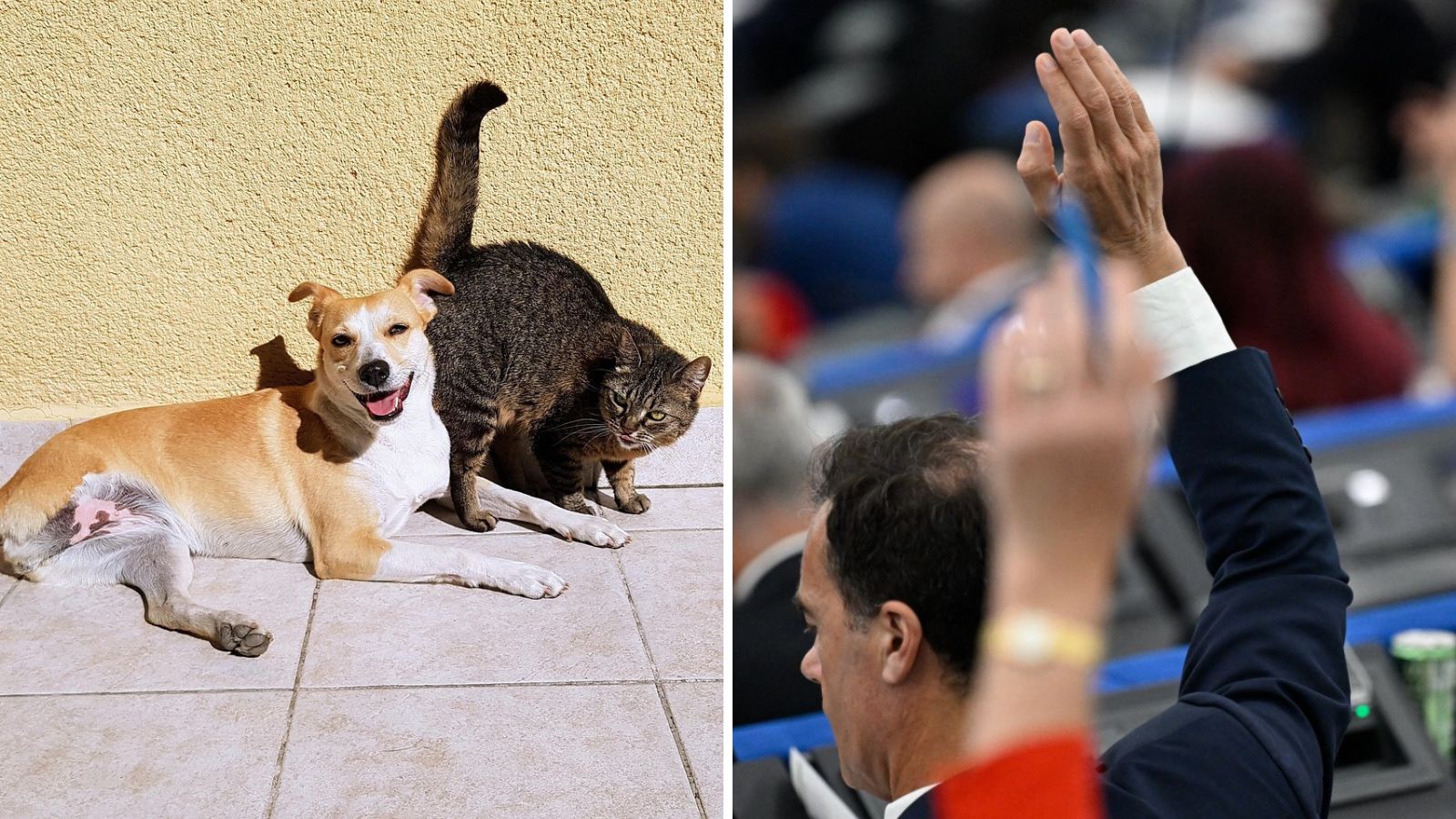 El Parlamento Europeo aprueba normas para proteger a gatos y perros en el bloque