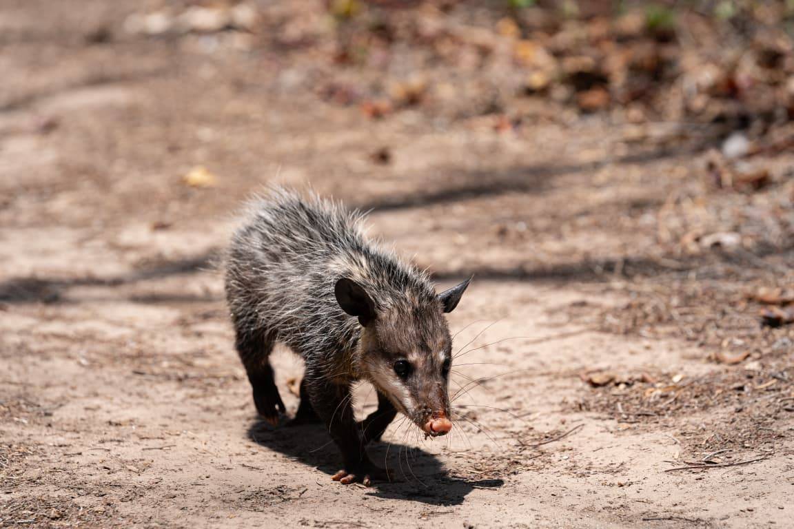 Fauna silvestre retorna a su hábitat natural
