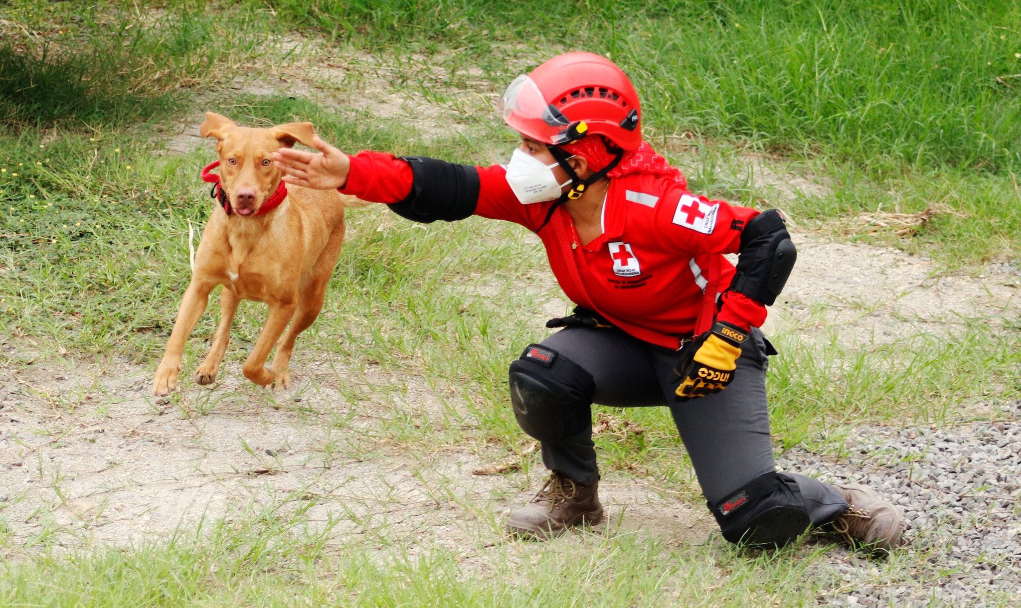 Las unidades caninas de KSAR se prepararán para búsqueda en estructuras colapsadas