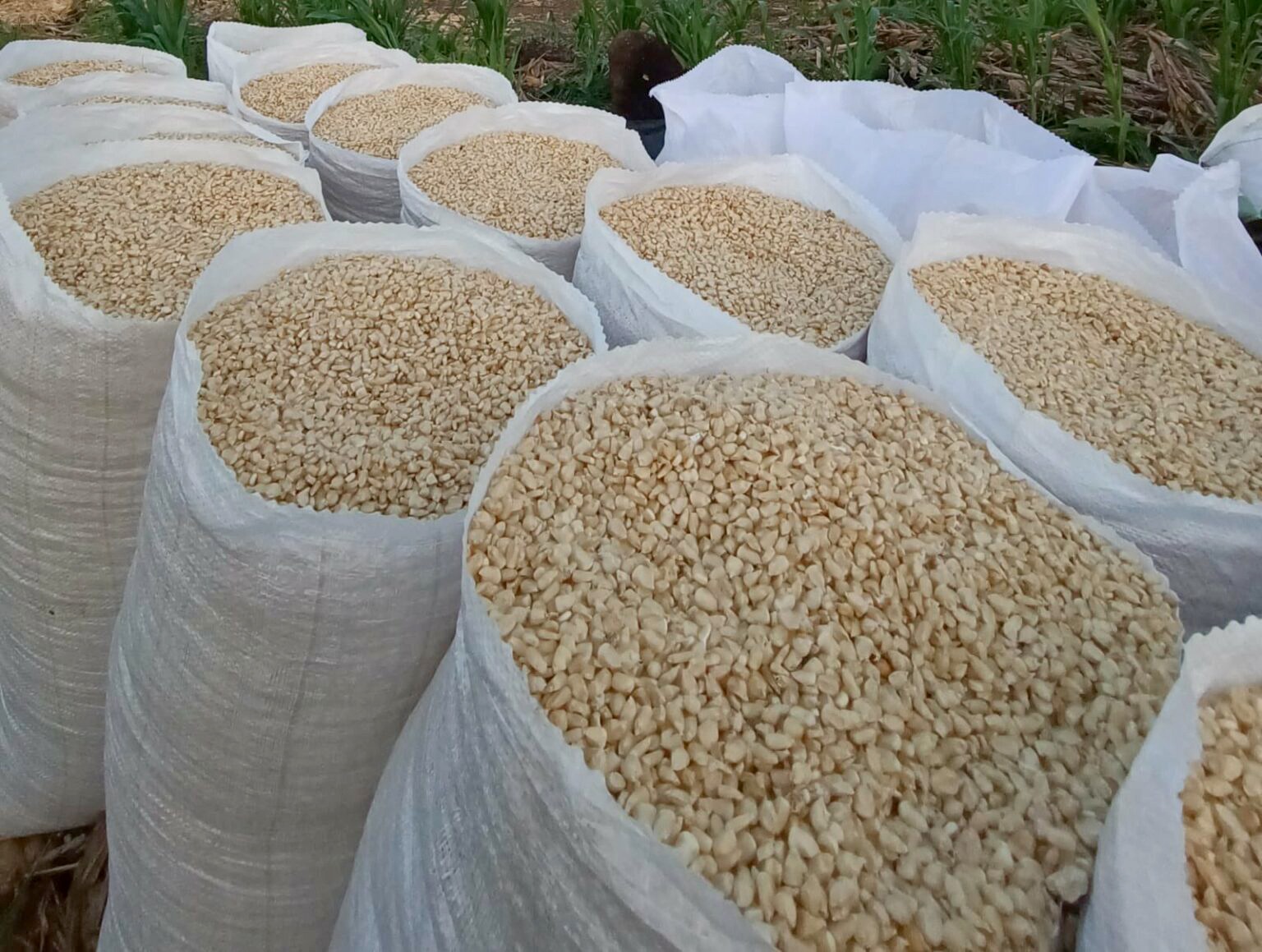 El Salvador produjo 10.9 millones de quintales de maíz en la cosecha 2024 – 2025