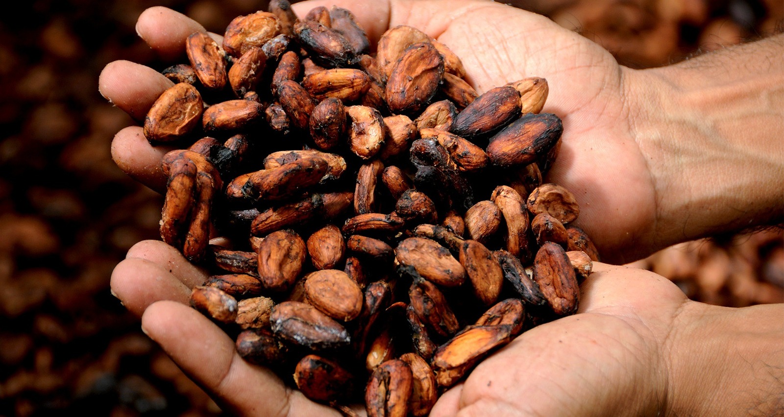 Brasil apuesta a convertir el cacao amazónico sostenible en «superalimento»