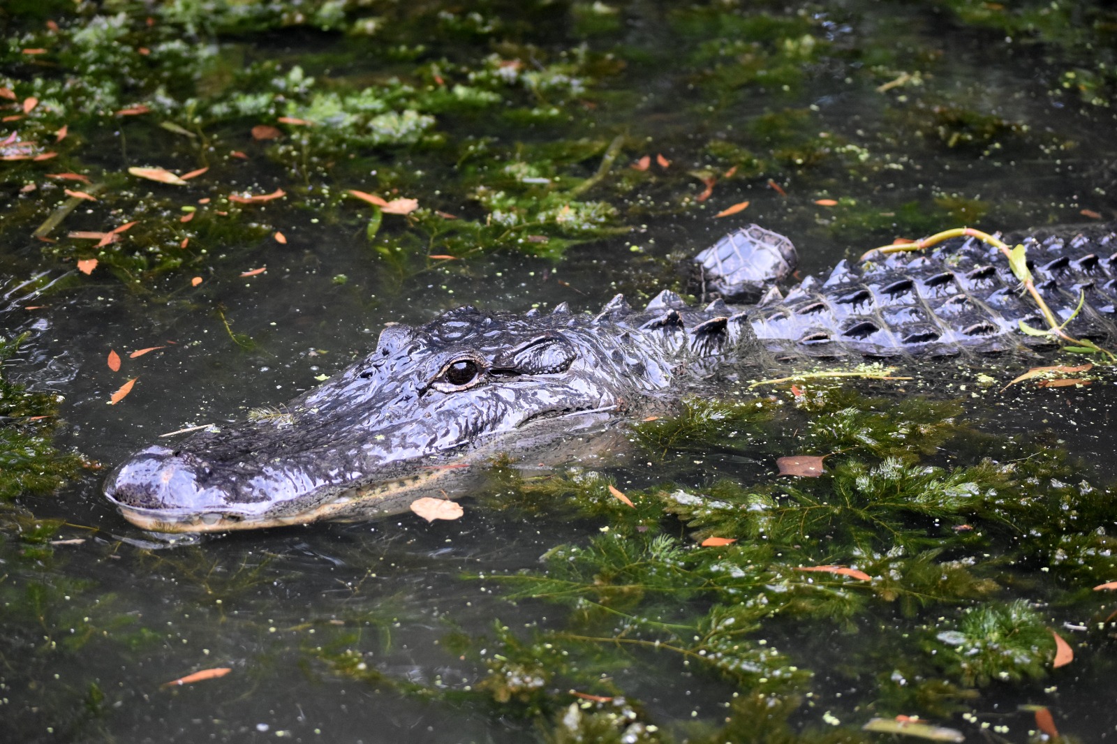 India evalúa usar reptiles como guardianes fluviales en la frontera con Bangladés