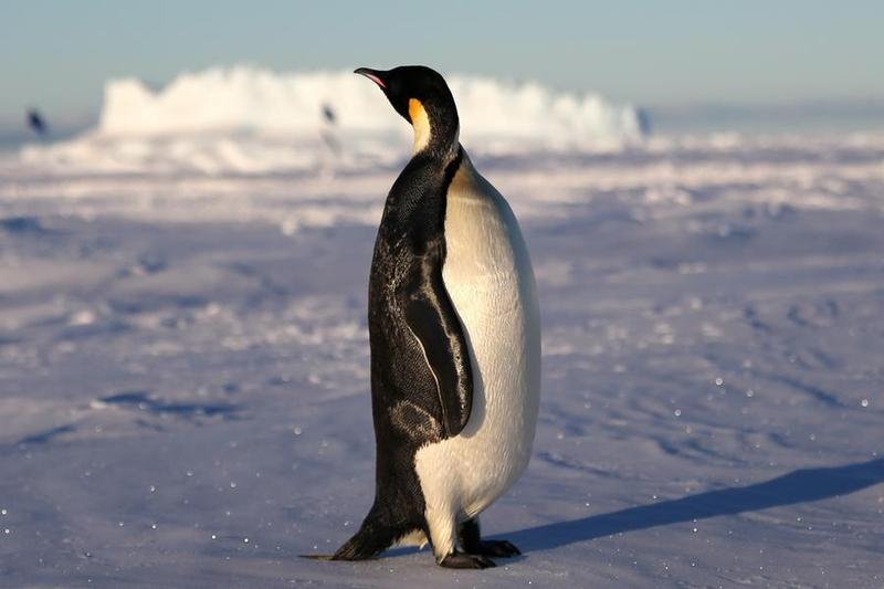 Pingüino emperador y lobo marino antártico están «en peligro de extinción» debido a cambio climático, alerta UICN