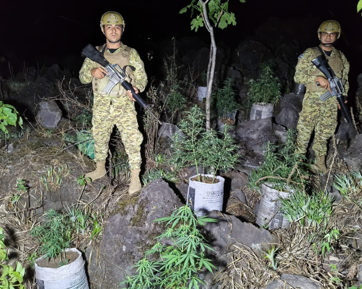 Ejército ubica plantación ilegal de marihuana en Sonsonate