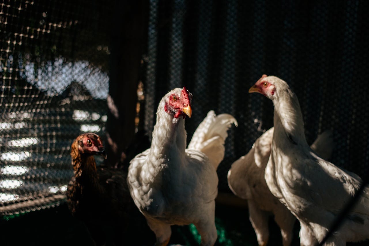 Escasez de diésel en Bolivia amenaza abastecimiento de pollo, alertan avicultores