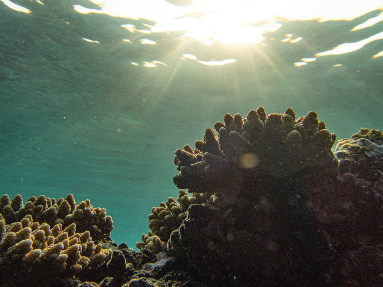 Los océanos rozan su récord de calor en marzo, alerta el observatorio Copernicus